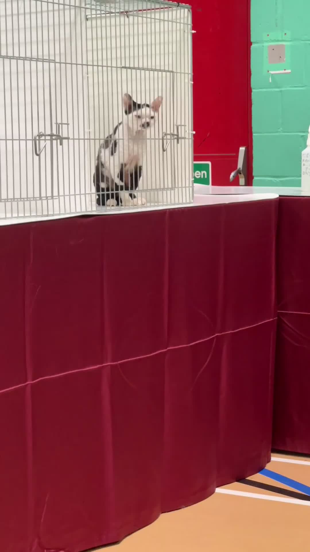 Devon Rex cats for sale: 2026 Devon Rex litters  - Video 2