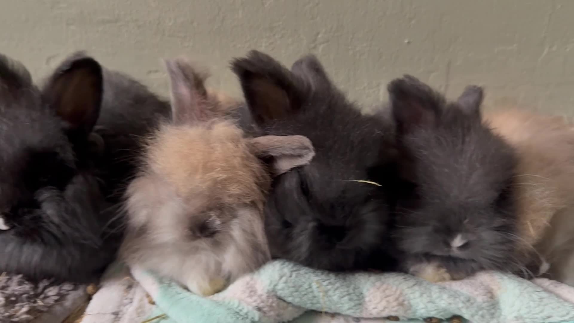 Angora rabbits for sale: Angora boys - Video 1