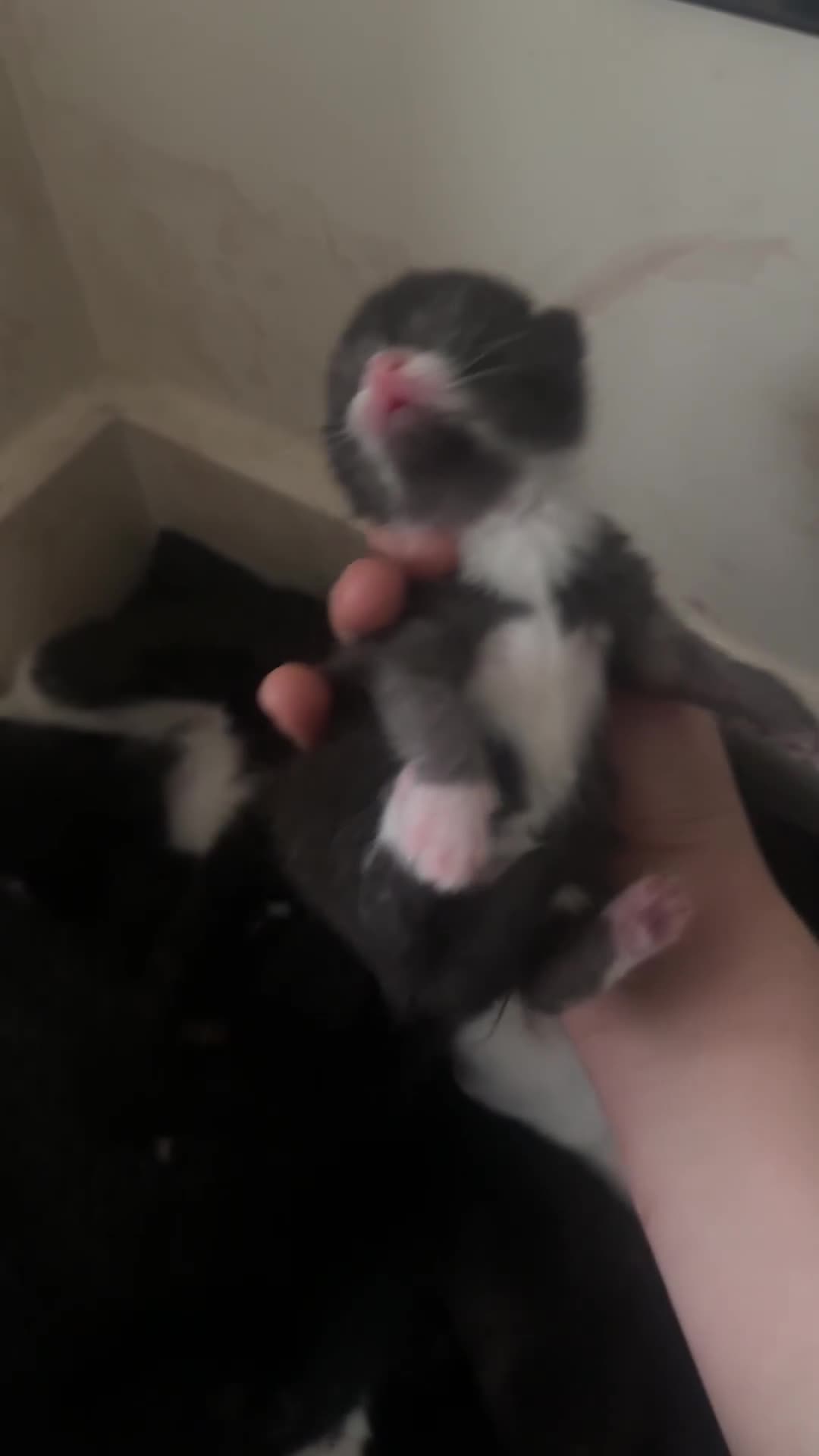 Domestic Shorthair cats for sale: Tuxedo Mum & 6 kittens home needed foster or 4ever - Video 5