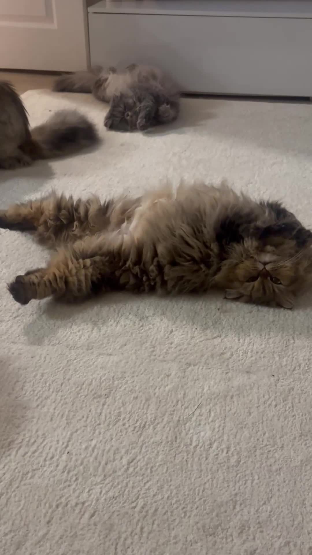 Persian cats for sale: ⭐️Dark Tabby Persian Female For Sale  - Video 1