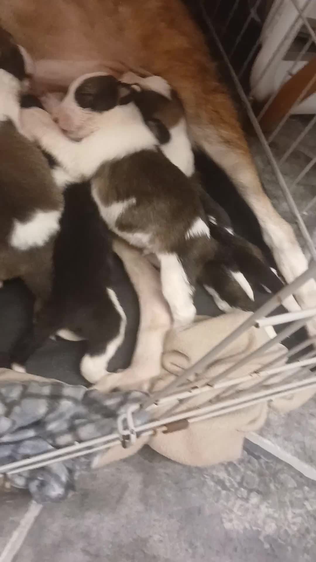 Border Collie dogs for sale: My babies  - Video 2