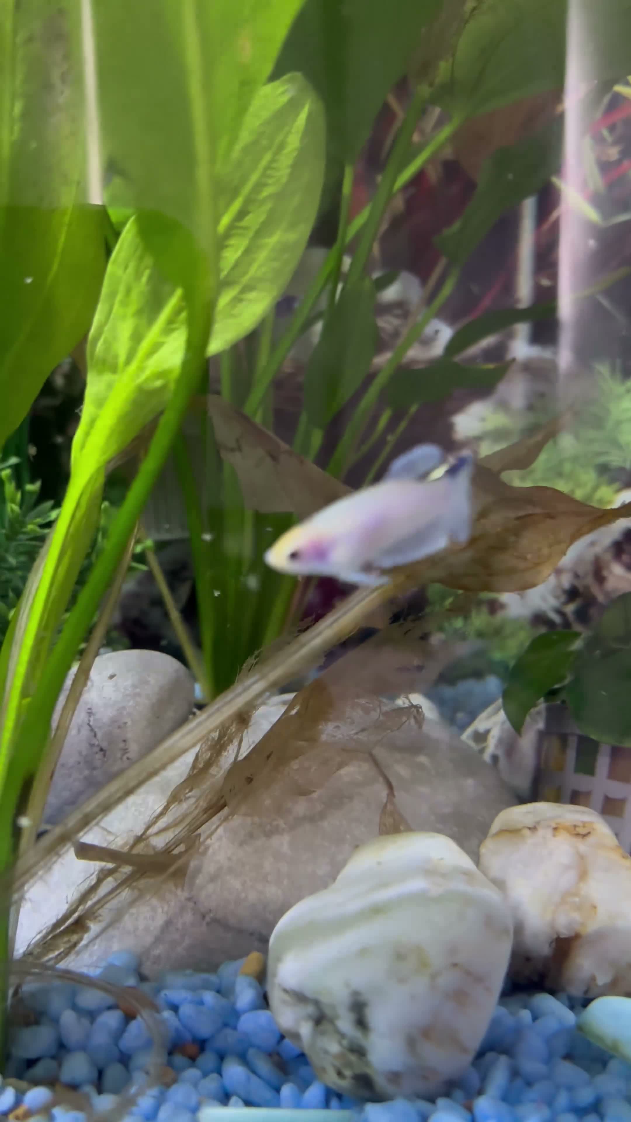 Bettas fish for sale: Mixed betta fish  - Video 4