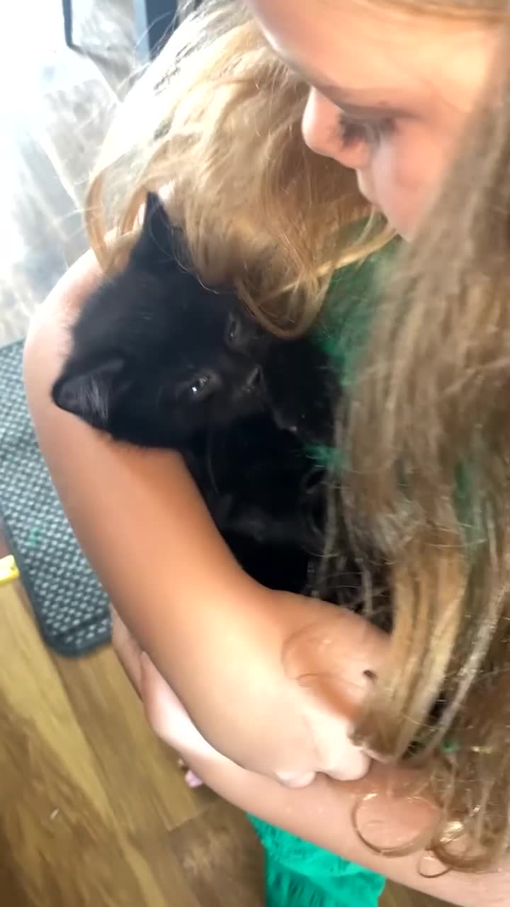 Mixed Breed cats for sale: Four beautiful kittens ready to go to a great home - Video 4