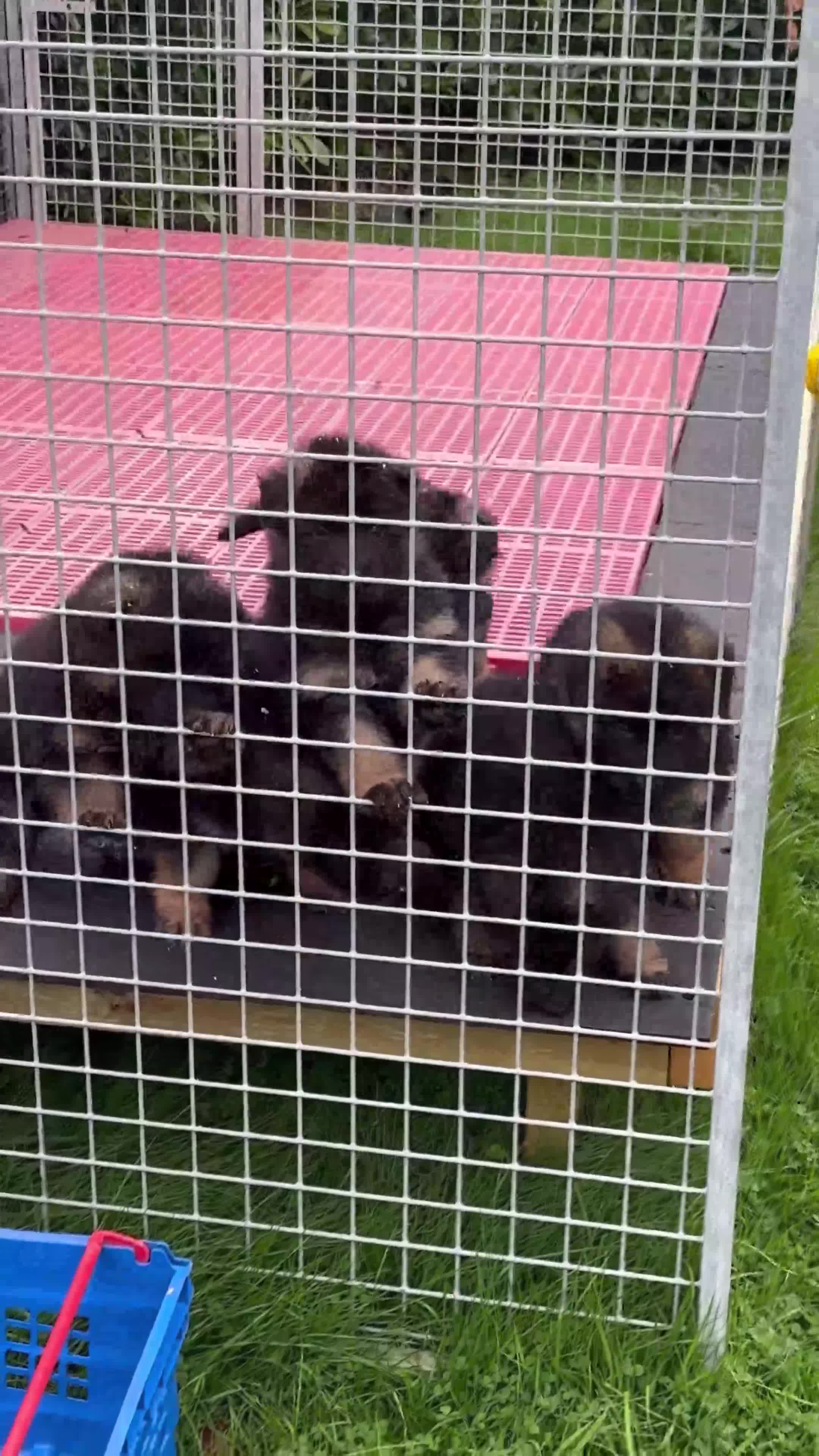 German Shepherd dogs for sale: Stunning German Shepherd Long hair puppies 🥰🔥 - Video 1