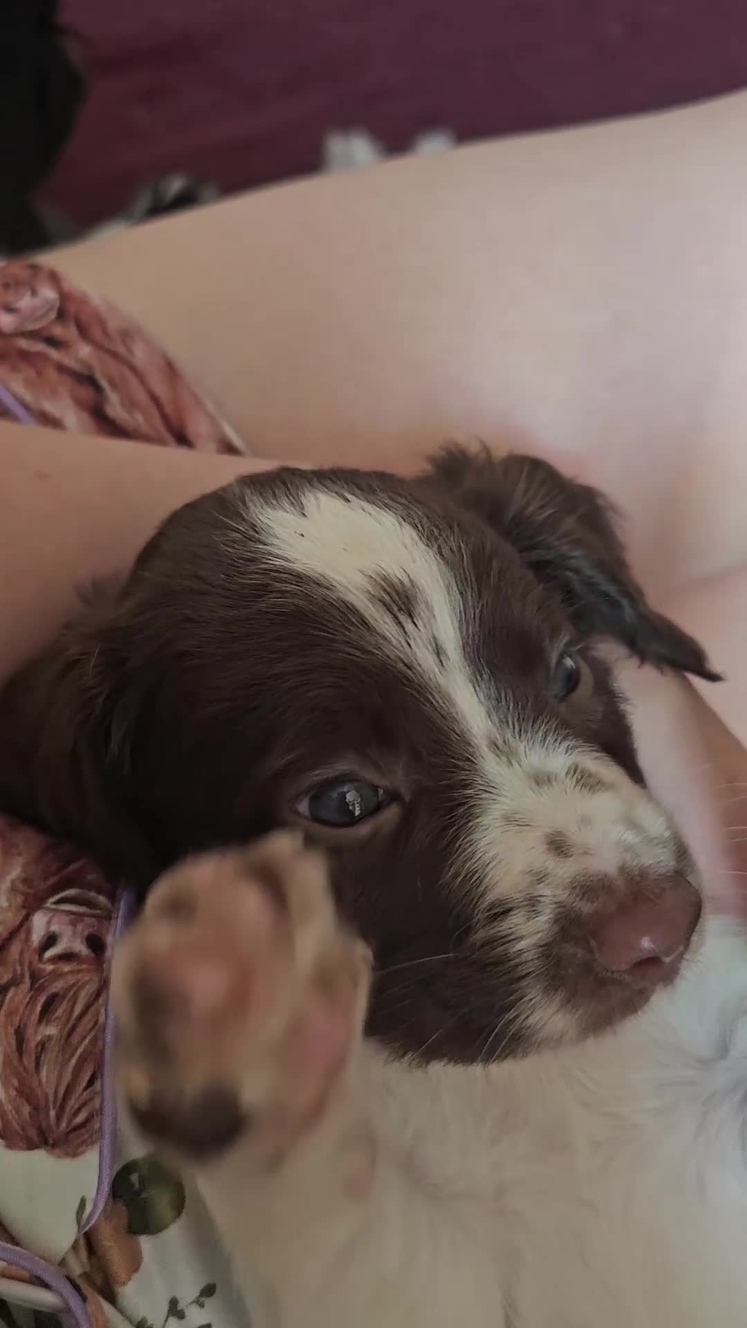 English Springer Spaniel dogs for sale: Ready now KC Reg Working Springer Spaniel Puppies - Video 2