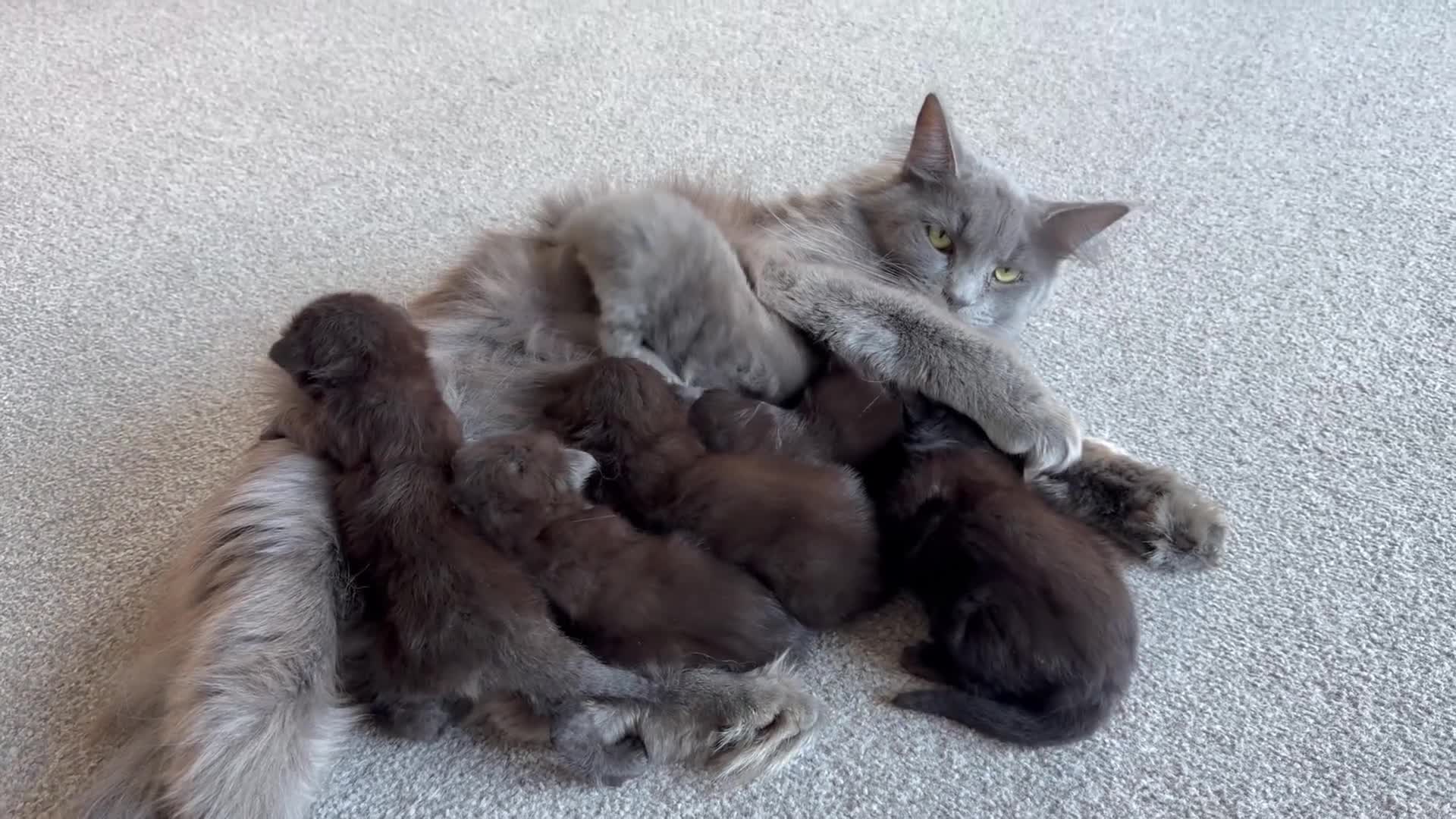 Ragcoon cats for sale: Ragcoon - Video 1