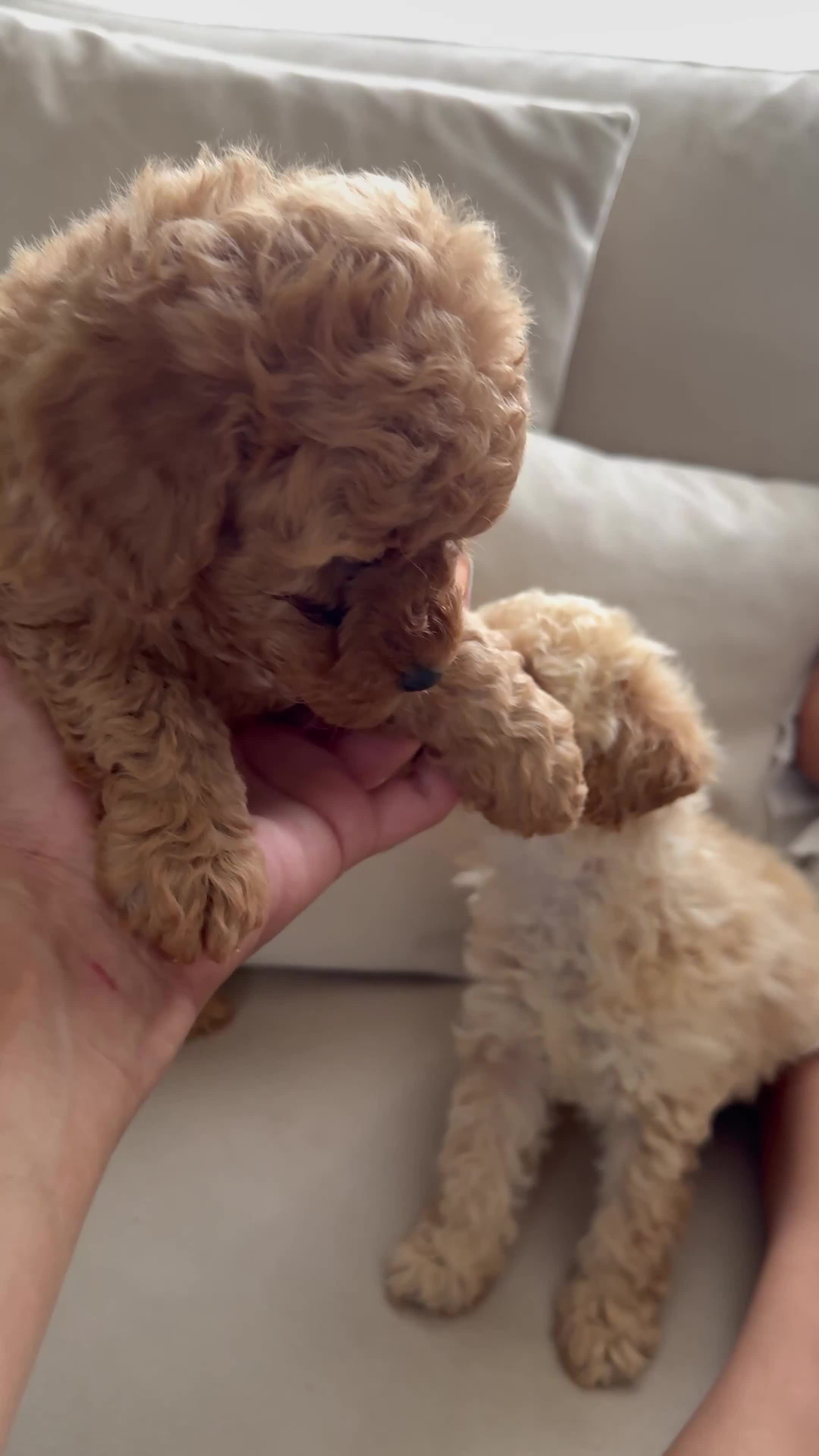 Toy Poodle dogs for sale: The cutest Toy poodle puppies - Video 2