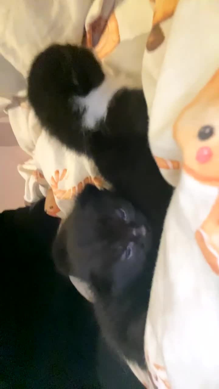 Mixed Breed cats for sale: 3 beautiful kittens for sale!!! - Video 1