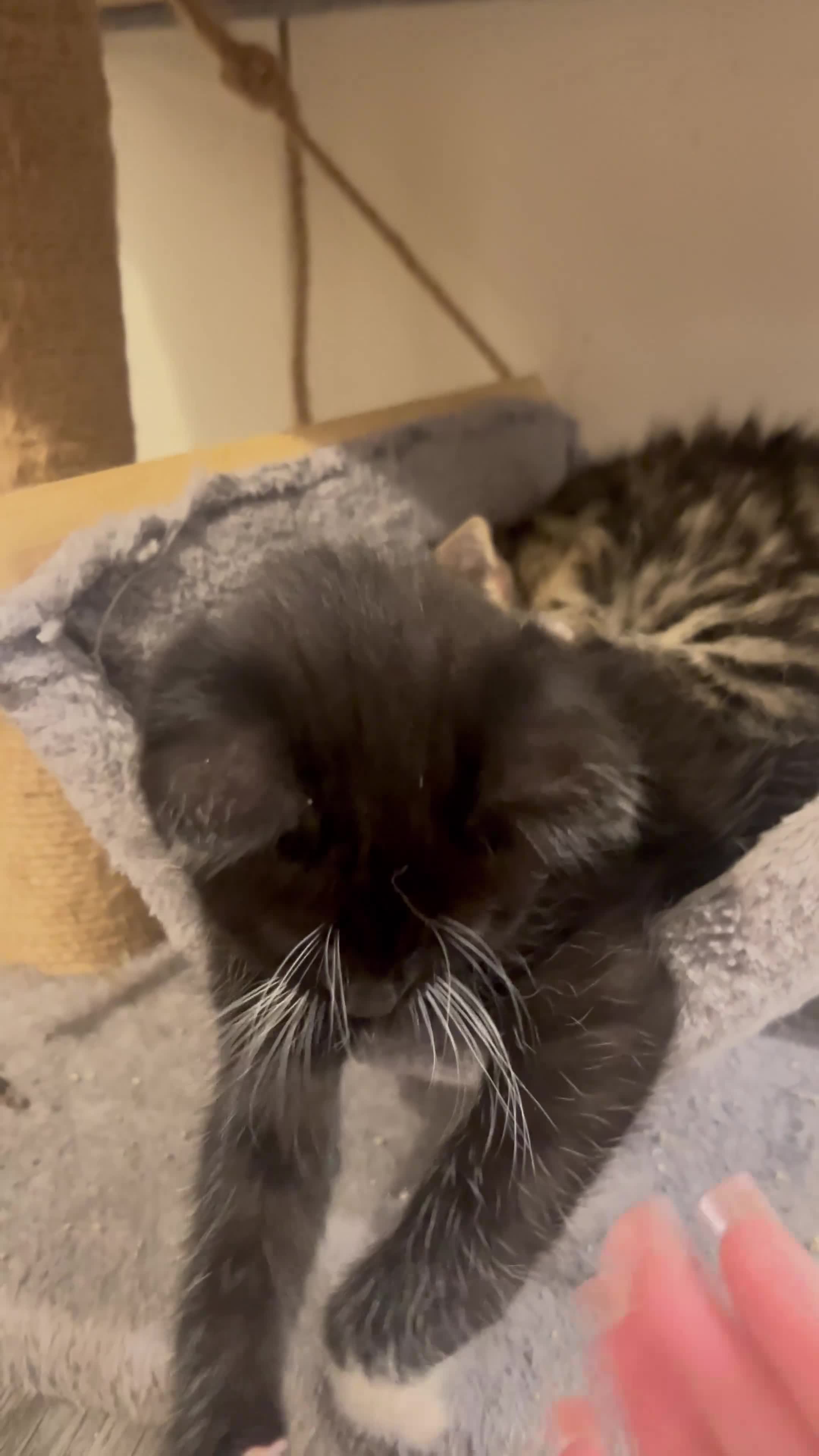 Mixed Breed cats for sale: 5 kitty’s looking for future homes in Hatfield - Video 3