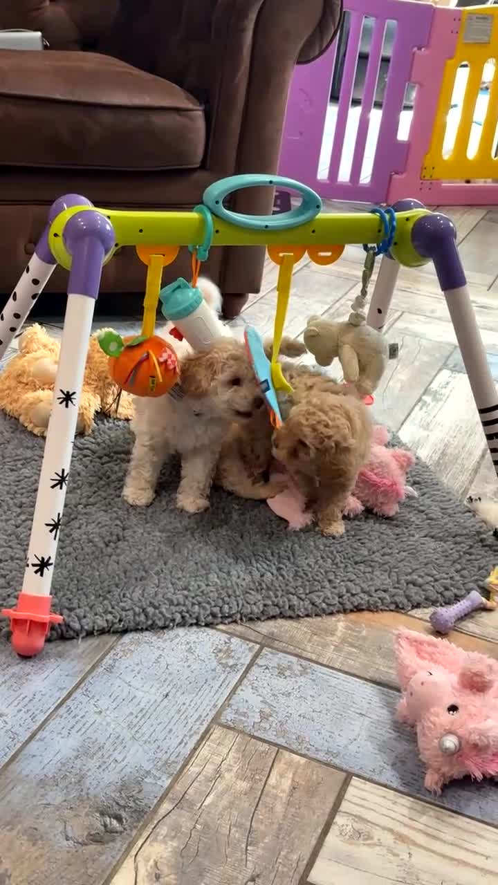 Cavapoo dogs for sale: 💙READY NOW💙  male cavapoo FHT  - Video 2