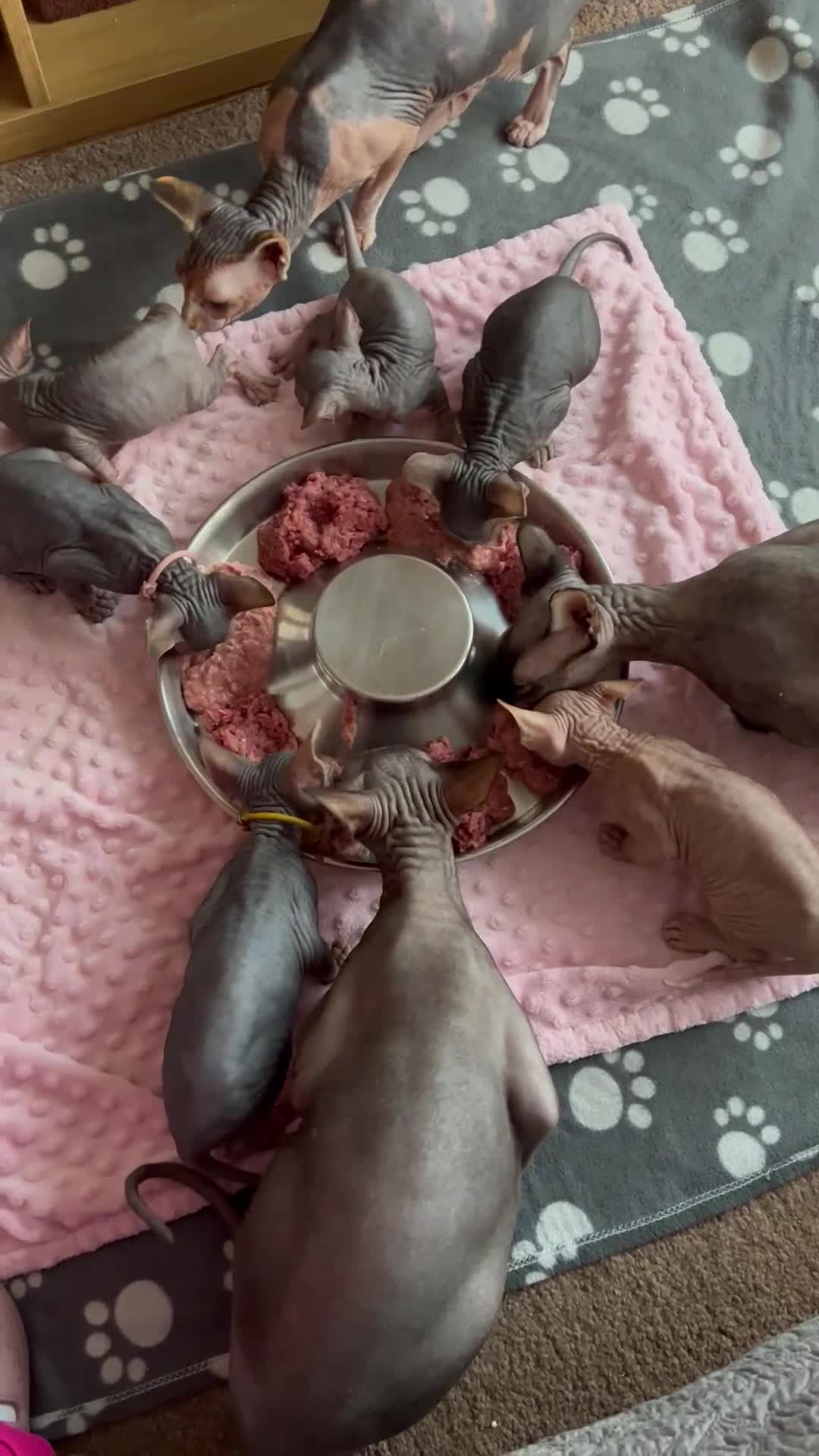 Sphynx cats for sale: HCM ******tery, pure Canadian Sphynx kittens  - Video 1