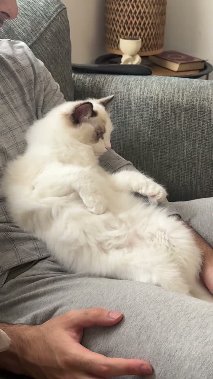Ragdoll cats for sale: Bicolour ragdoll kittens and mum for sale - Video 2