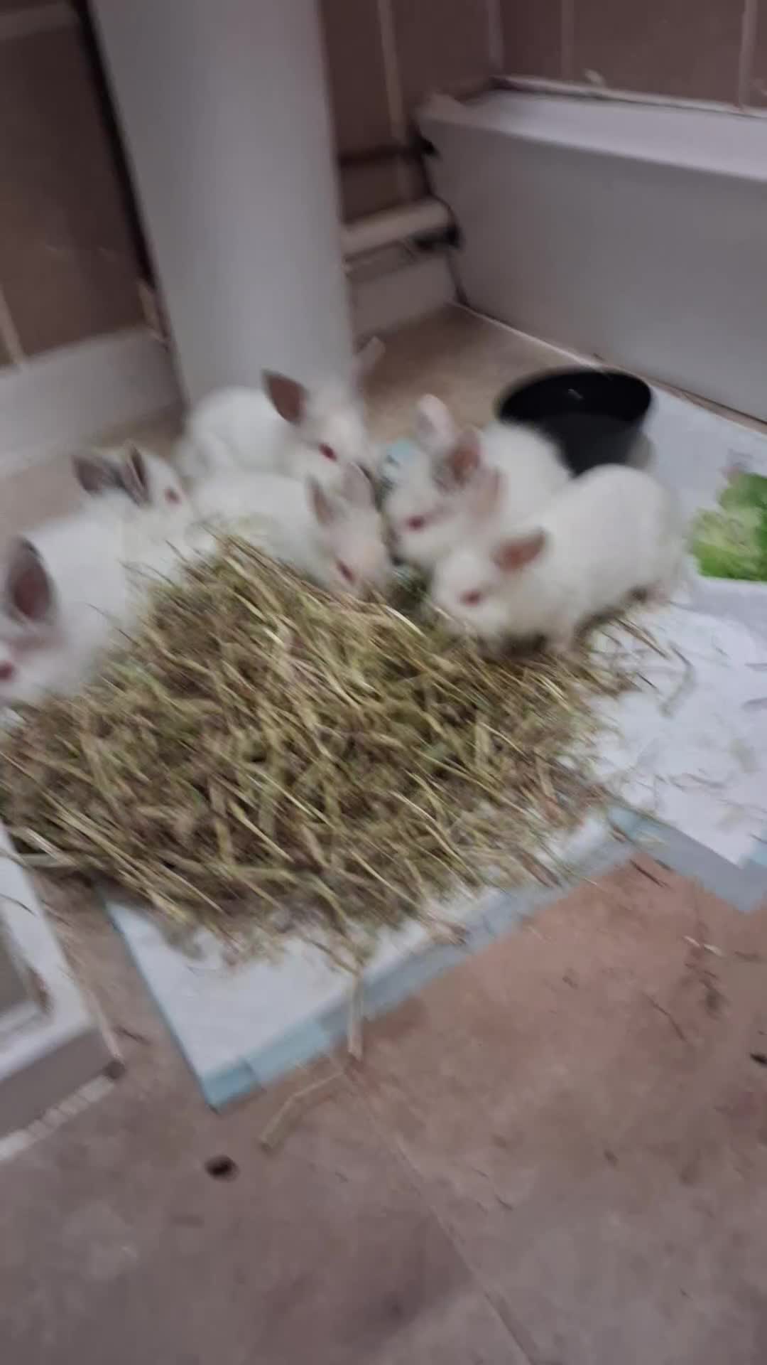 Lionhead rabbits for sale: 8 week old lionhead rabbits - Video 1
