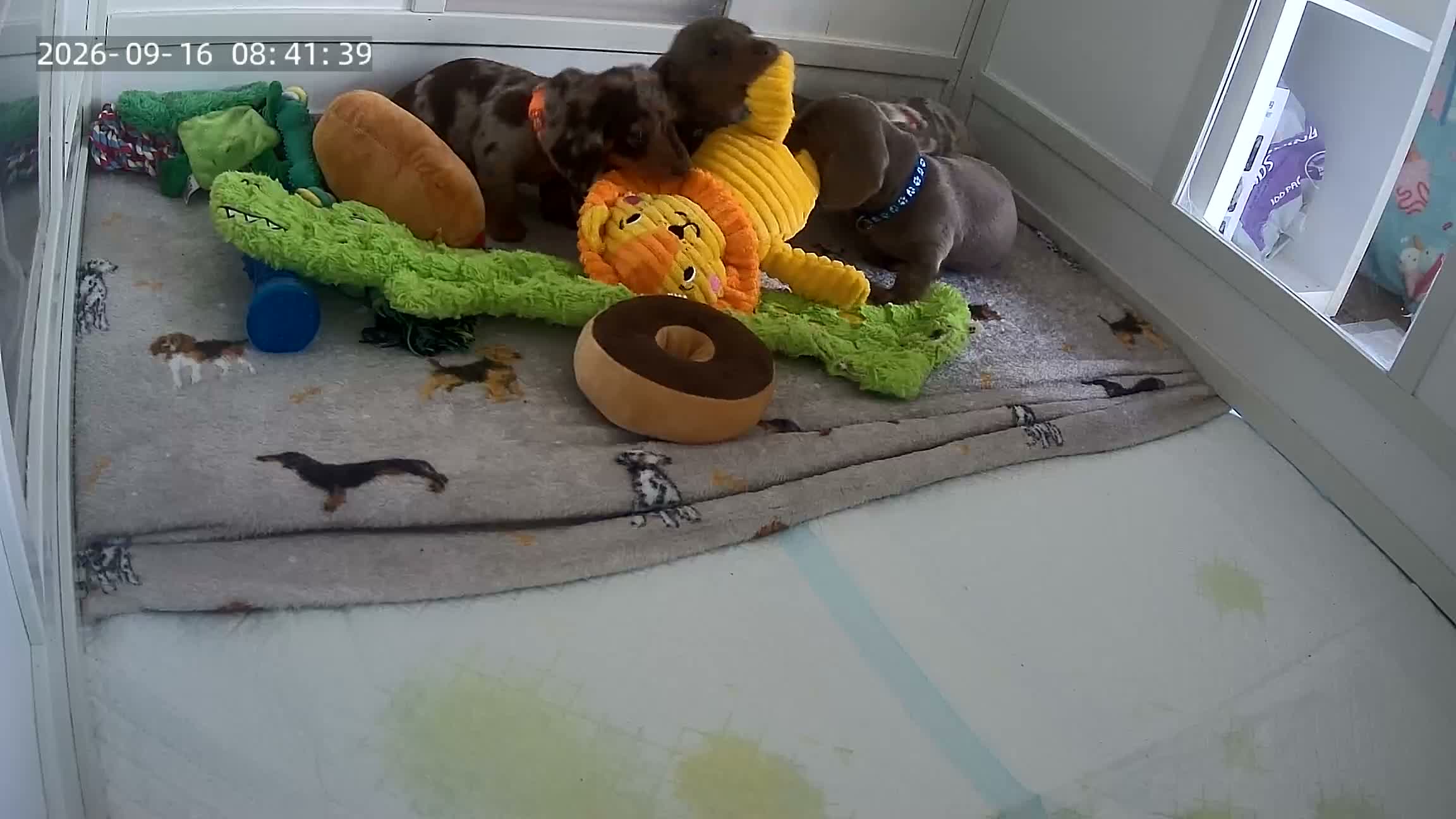 Miniature Dachshund dogs for sale: 🐾KC Miniature Dachshund Puppies 🐾 - Video 1