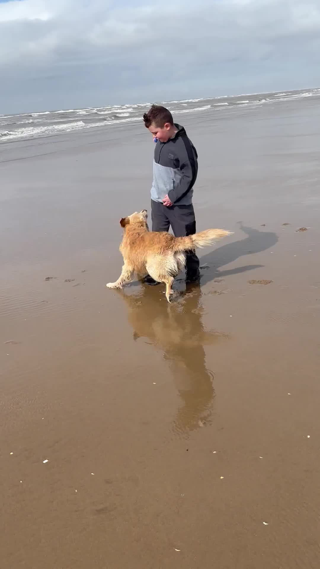 Golden Retriever dogs for stud: Extremely handsome boy - Video 3