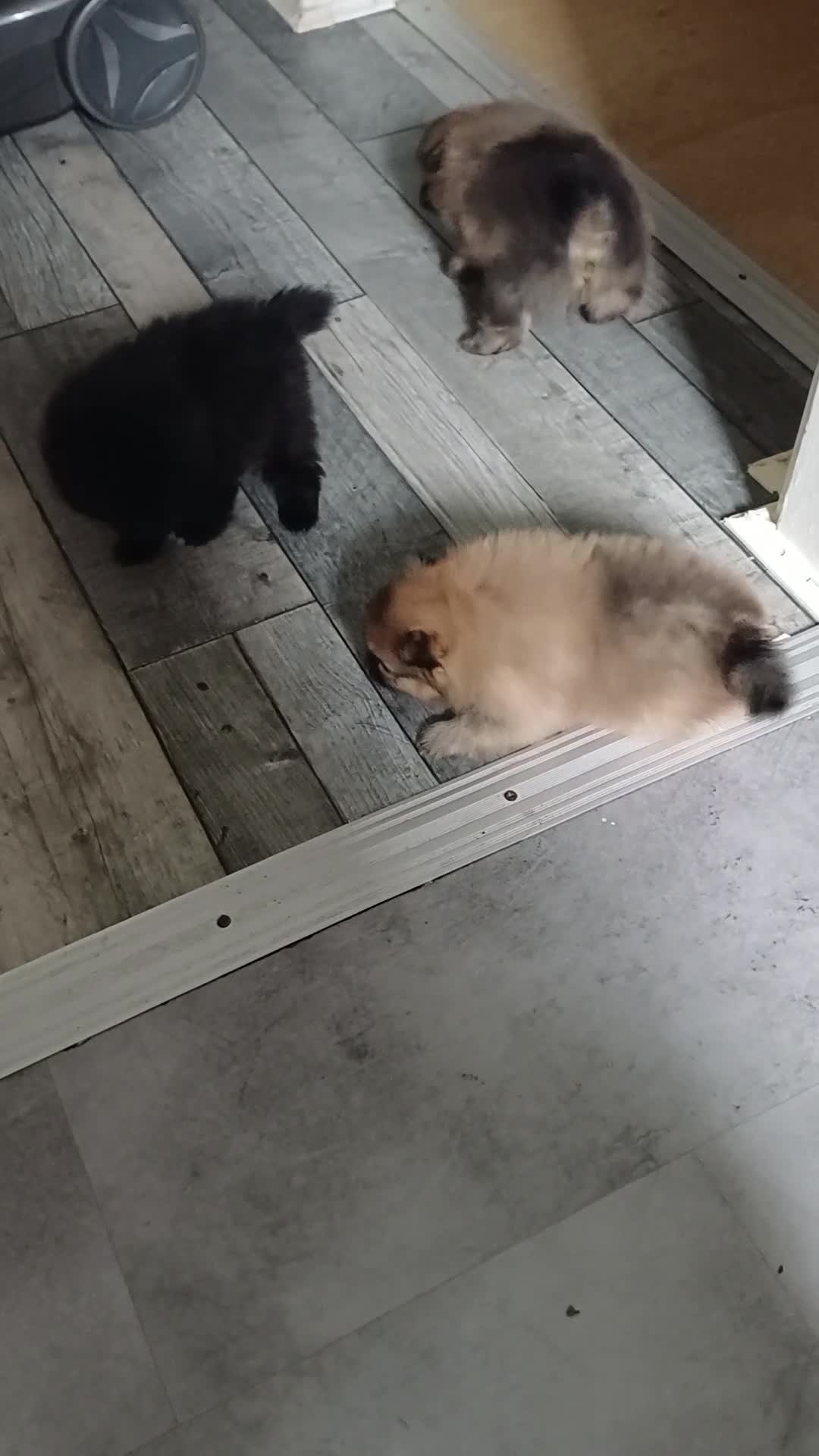 Pomeranian dogs for sale: One wee boy looking for his forever home in Irvine - Video 1