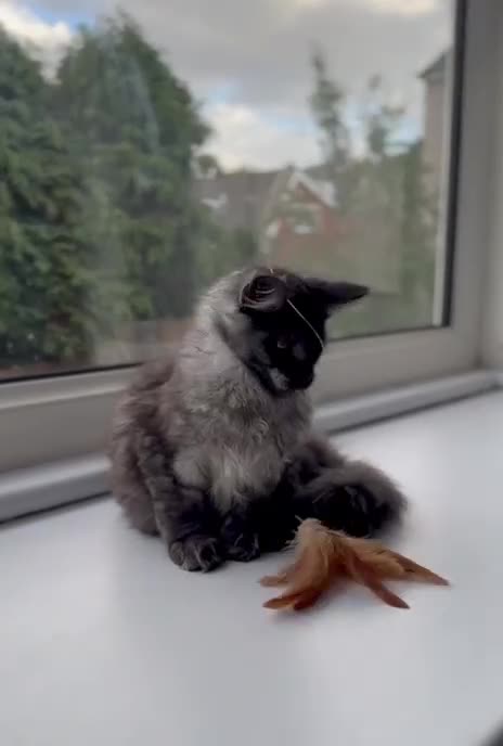Maine Coon cats for sale: Stunning Maine Coon Kitten 🖤 ACTIVE - Video 1