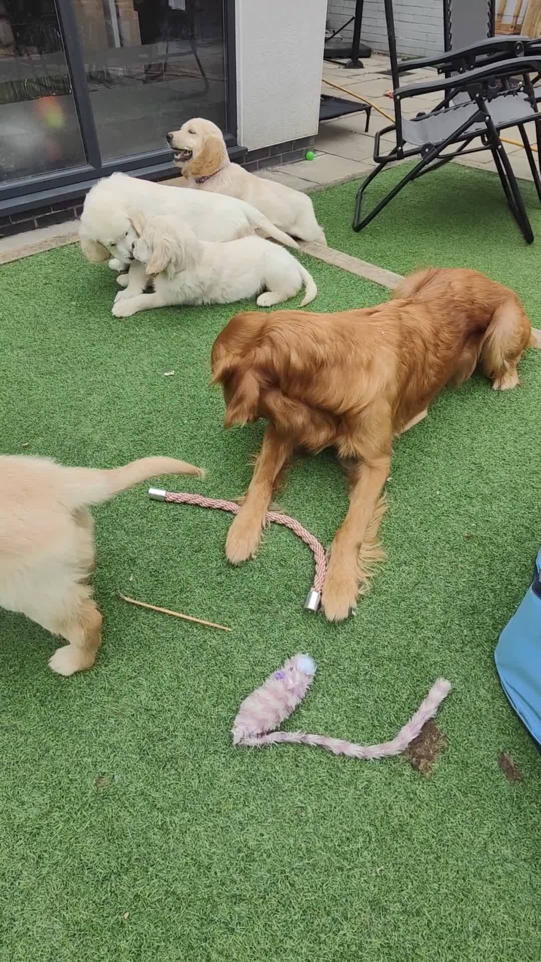 Golden Retriever dogs for sale: Golden retriever chunky pups  - Video 2