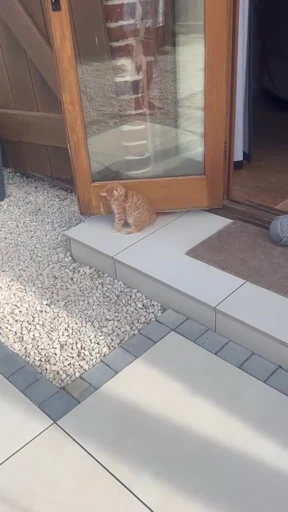 Maine Coon cats for sale: Half Maine Ginger Red Rare Girl Kitten - Video 1