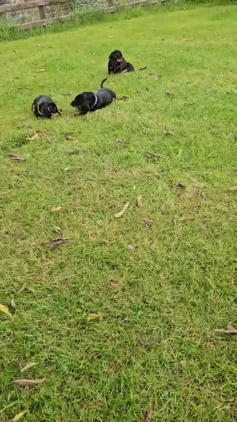 Dachshund dogs for sale: Dachshund pups ready now £600 (2 girls left ) - Video 2