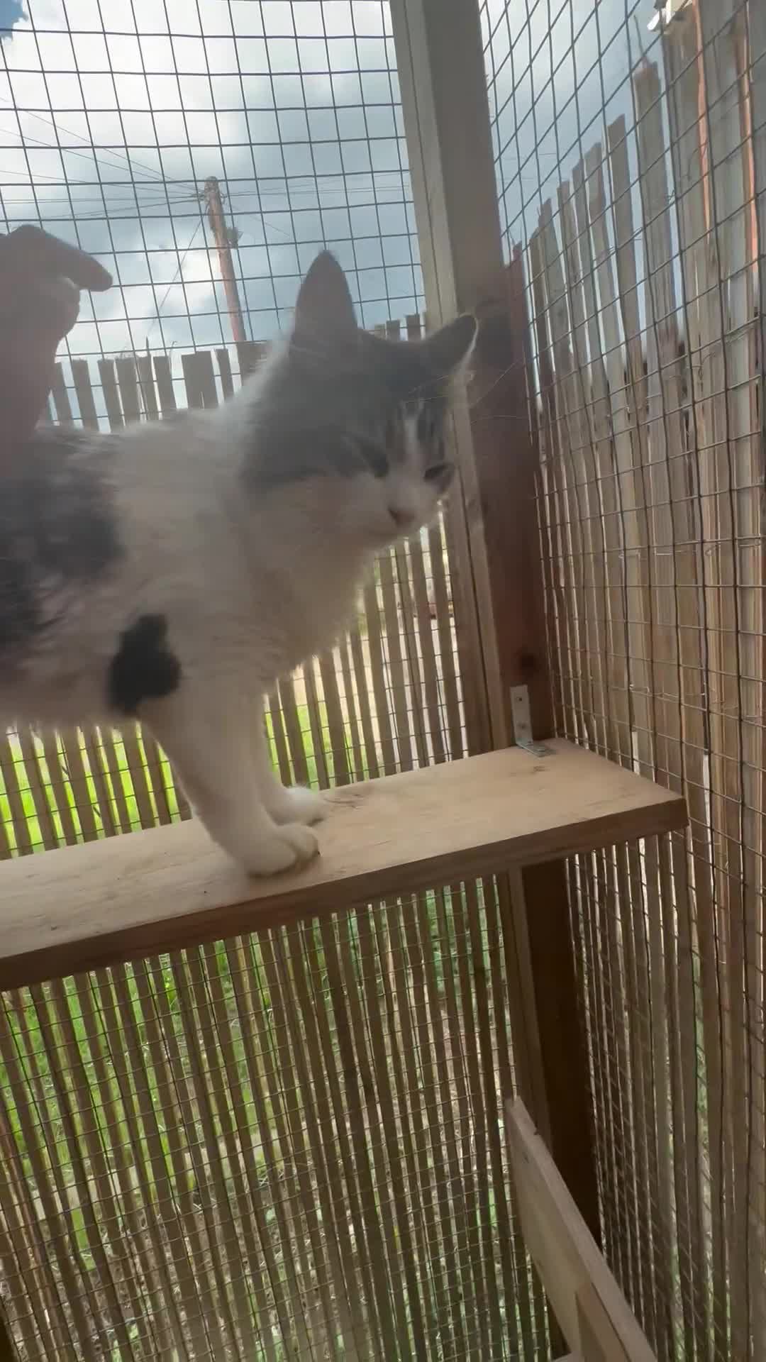 Maine Coon cats for sale: Maine coon boy - Video 1