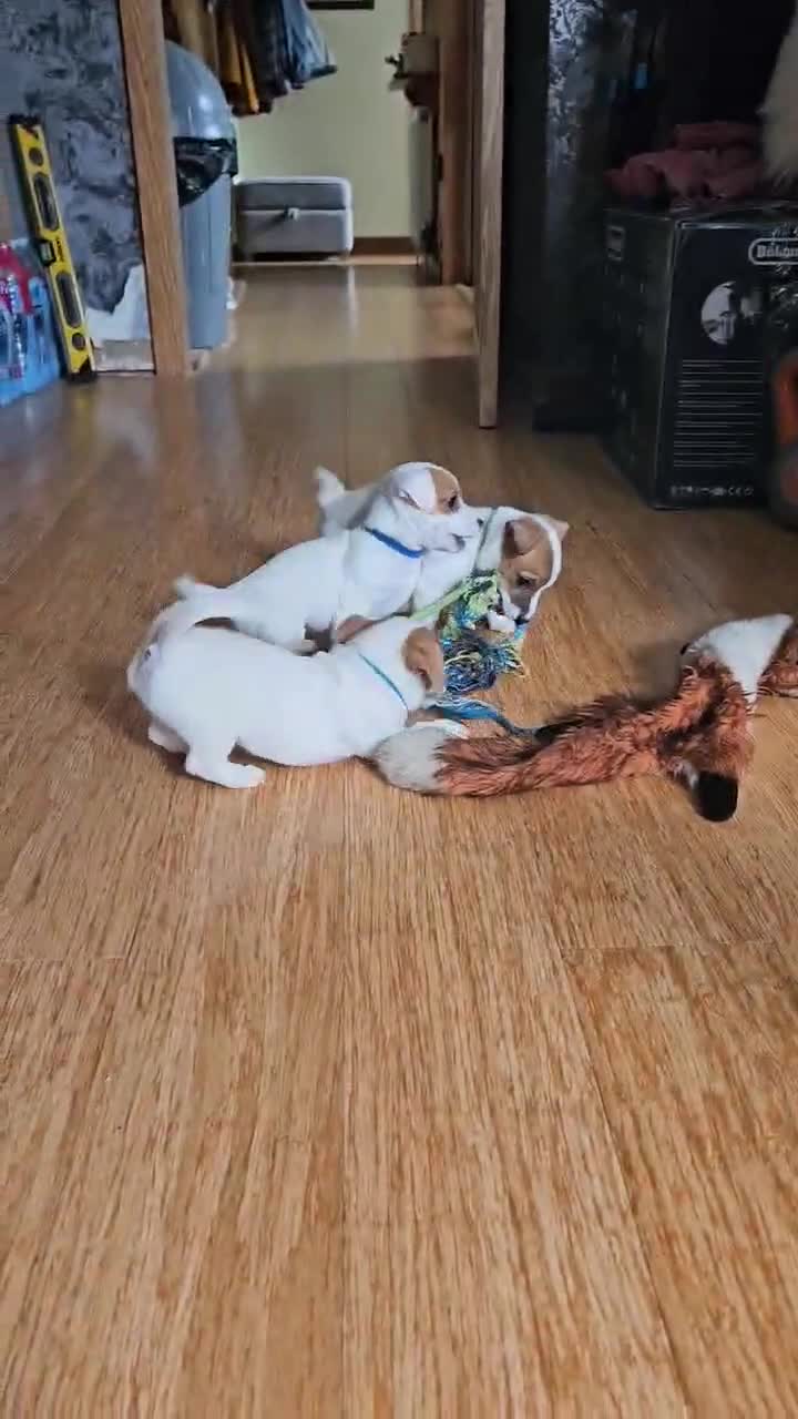 Jack Russell dogs for sale: JACK RUSSELL - Video 1
