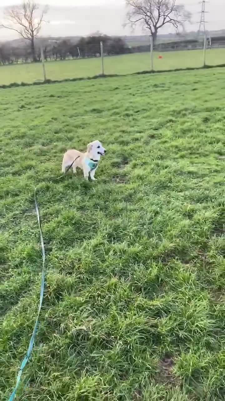 Mixed Breed dogs for adoption: MAE   - Video 4