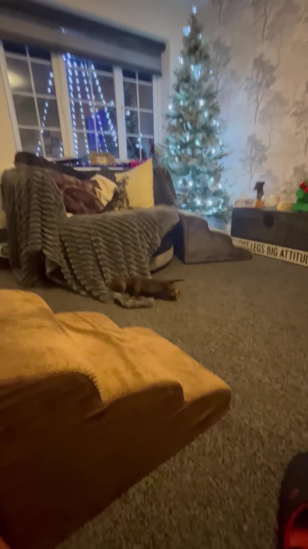 Dachshund dogs for sale: STUNNING KC REG STANDARD DACHSHUNDS  - Video 3