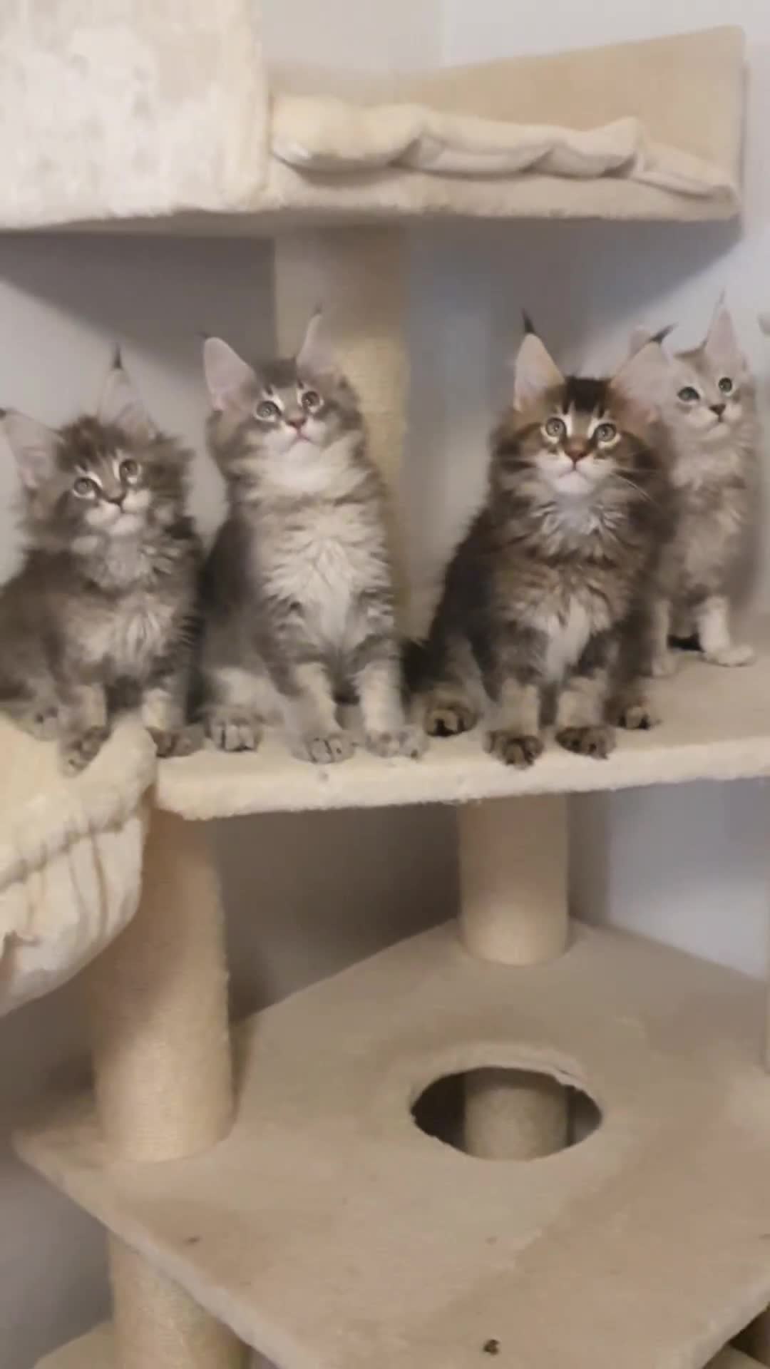 Maine Coon cats for sale: pure maine coon kittens - Video 1