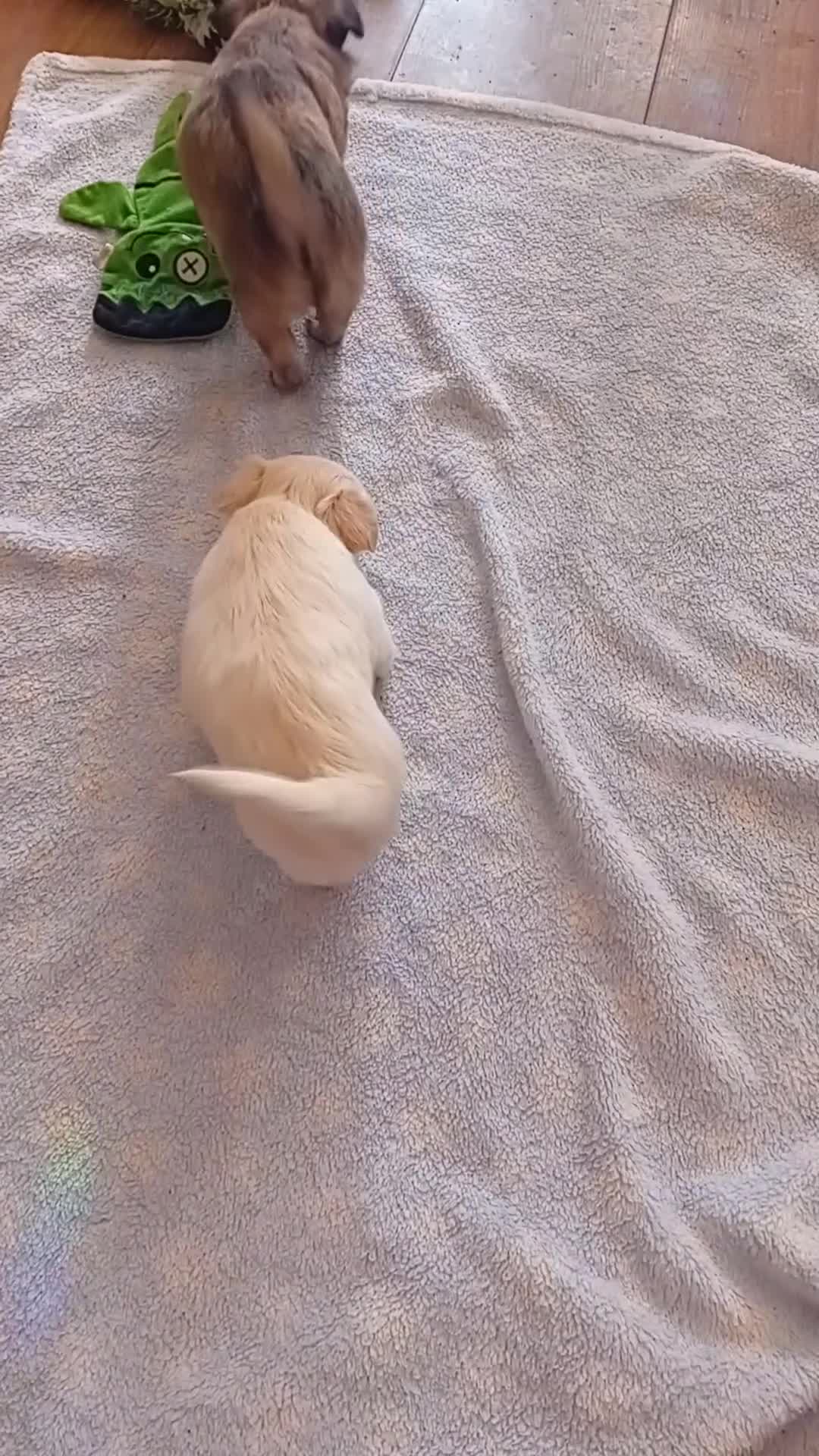 Chihuahua dogs for sale: Chihuahua puppies  - Video 1
