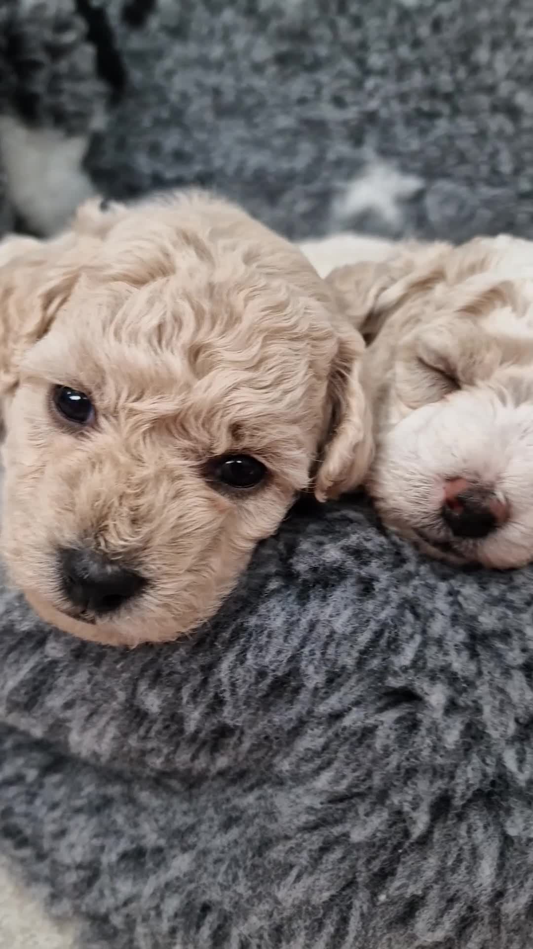 Poochon dogs for sale: Health-Tested Poochon Puppies – Ready 29th May in Carmarthen - Video 2