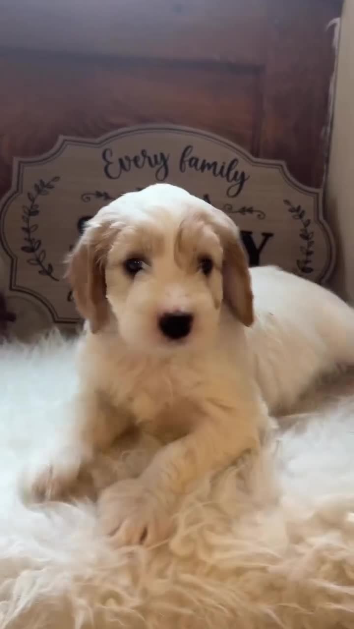 Cockapoo dogs for sale: Gorgeous Cockapoo puppies - Video 1