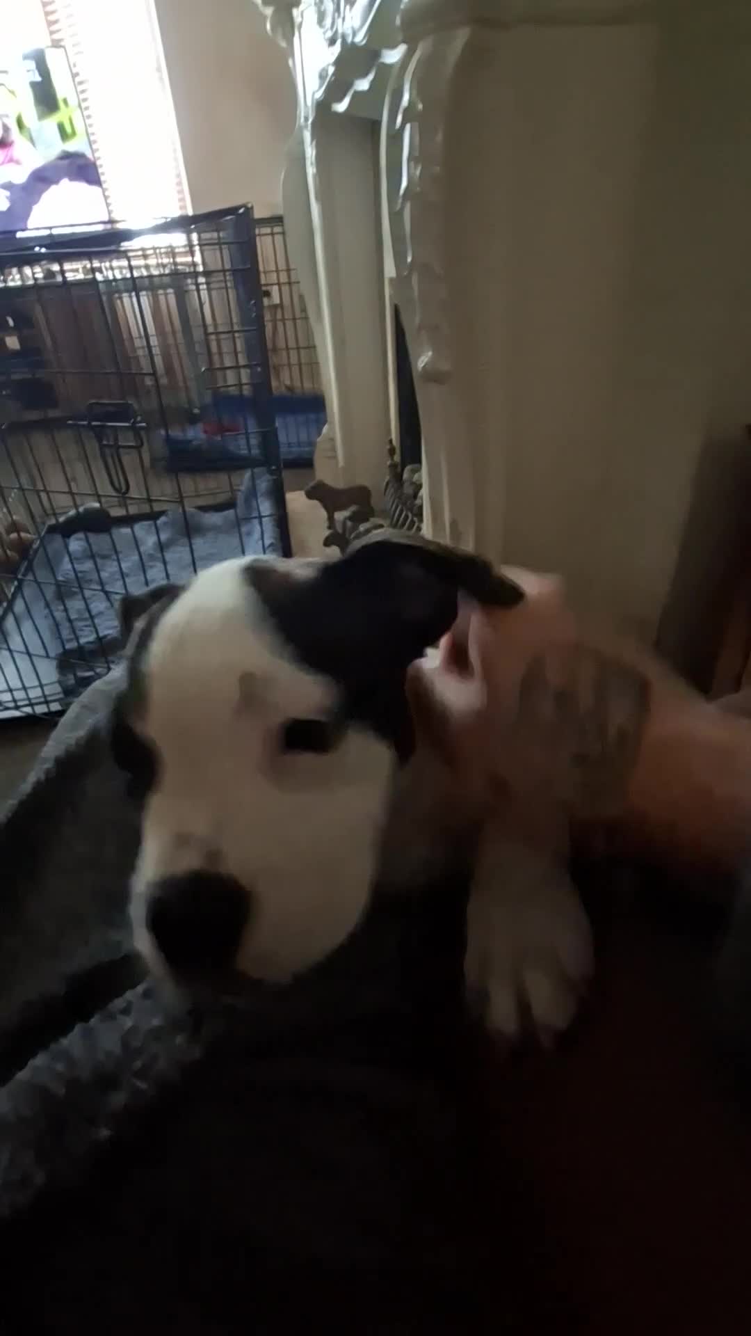 Mixed Breed dogs for sale: Big beautiful Bull Staffs  - Video 1