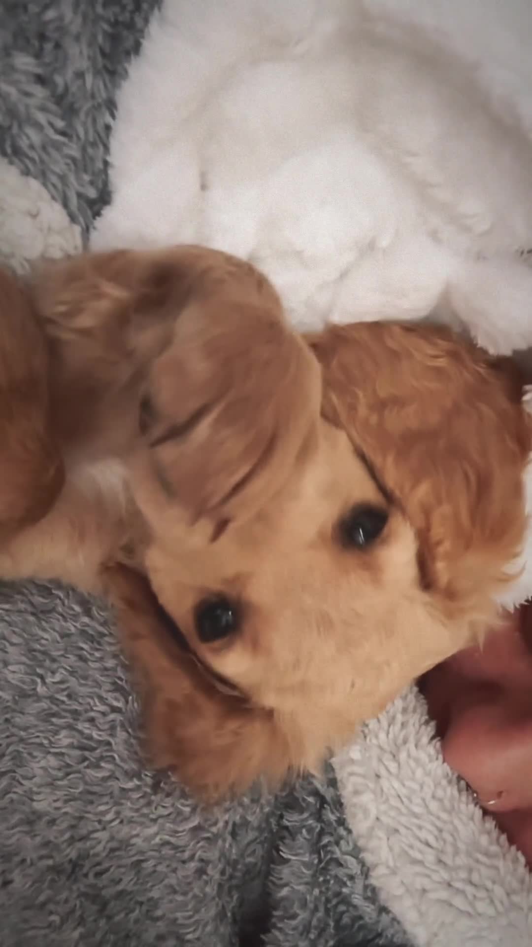 Cocker Spaniel dogs for sale: working line cocker spaniel  - Video 1