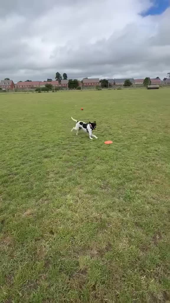 Pointer dogs for sale: Rufus: A Youthful 9-Year-Old English Pointer  - Video 3