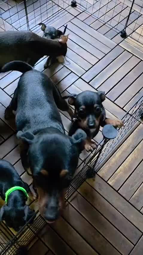 Miniature Pinscher dogs for sale: Miniature Pinscher Puppies–Healthy&Well Socialised - Video 2