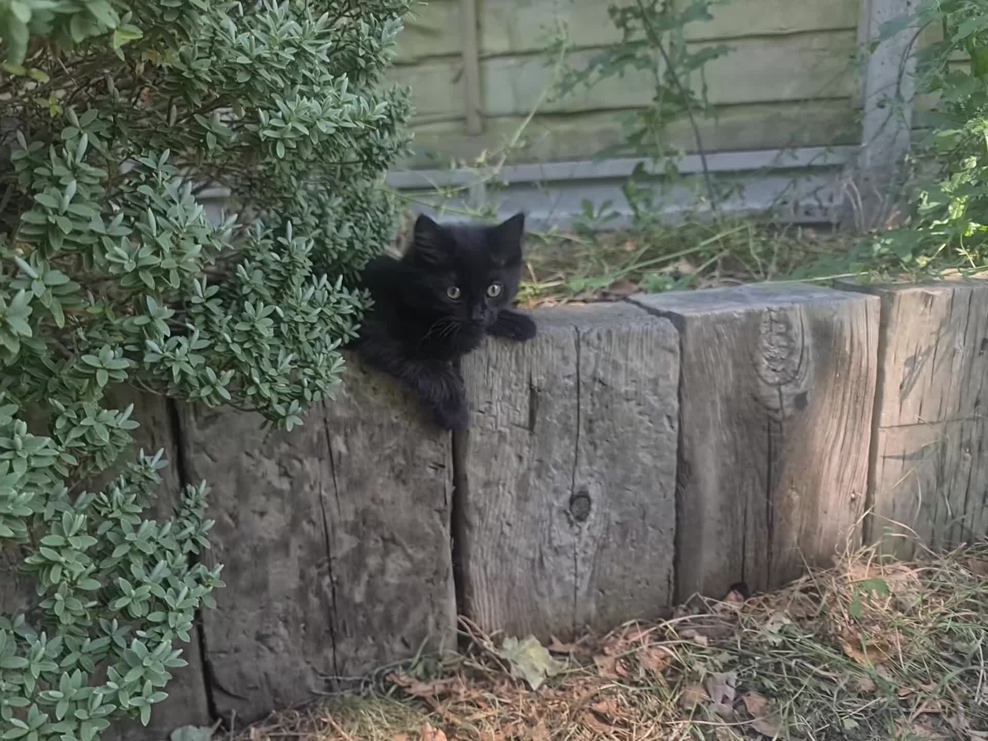 Mixed Breed cats for sale: Lovely Little Kittens for Sale in Welwyn - Video 2
