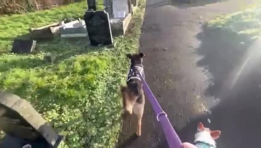 Mixed Breed dogs for adoption: Tio - FOR ADOPTION - Video 1