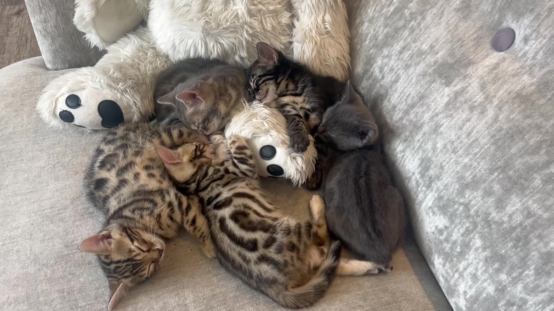 Bengal cats for sale: Stunning Bengal Kittens - TICA Registered - Video 1