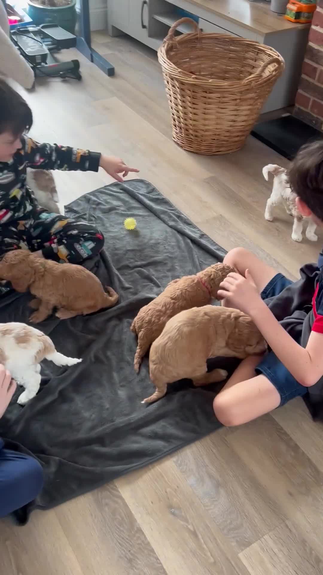 Australian Labradoodle dogs for sale: Beautiful, spoilt Austrian labradoodle puppies  - Video 4