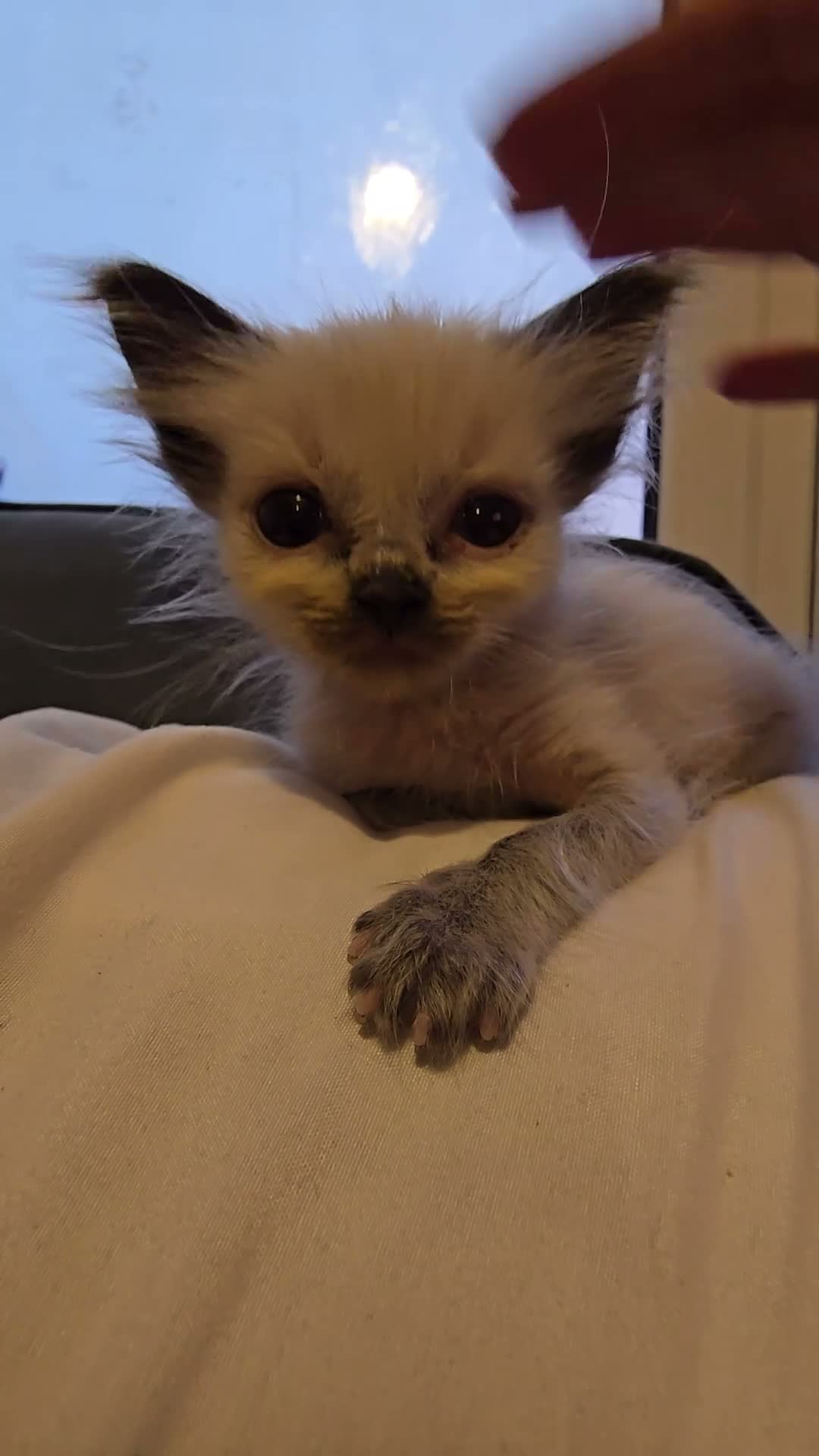 Ragdoll cats for sale: Gorgeous half ragdolls - Video 4