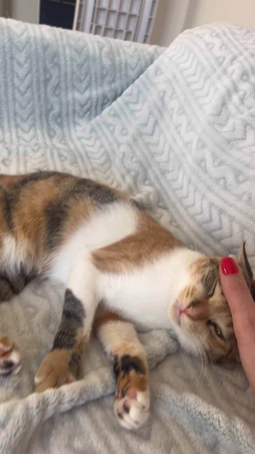 Mixed Breed cats for adoption: Bonded Sisters Lana and Reya 💕 - Video 1