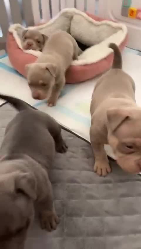 American Bully dogs for sale: REBULA X MC MERLIN POCKET BULLYS PUPS - Video 1