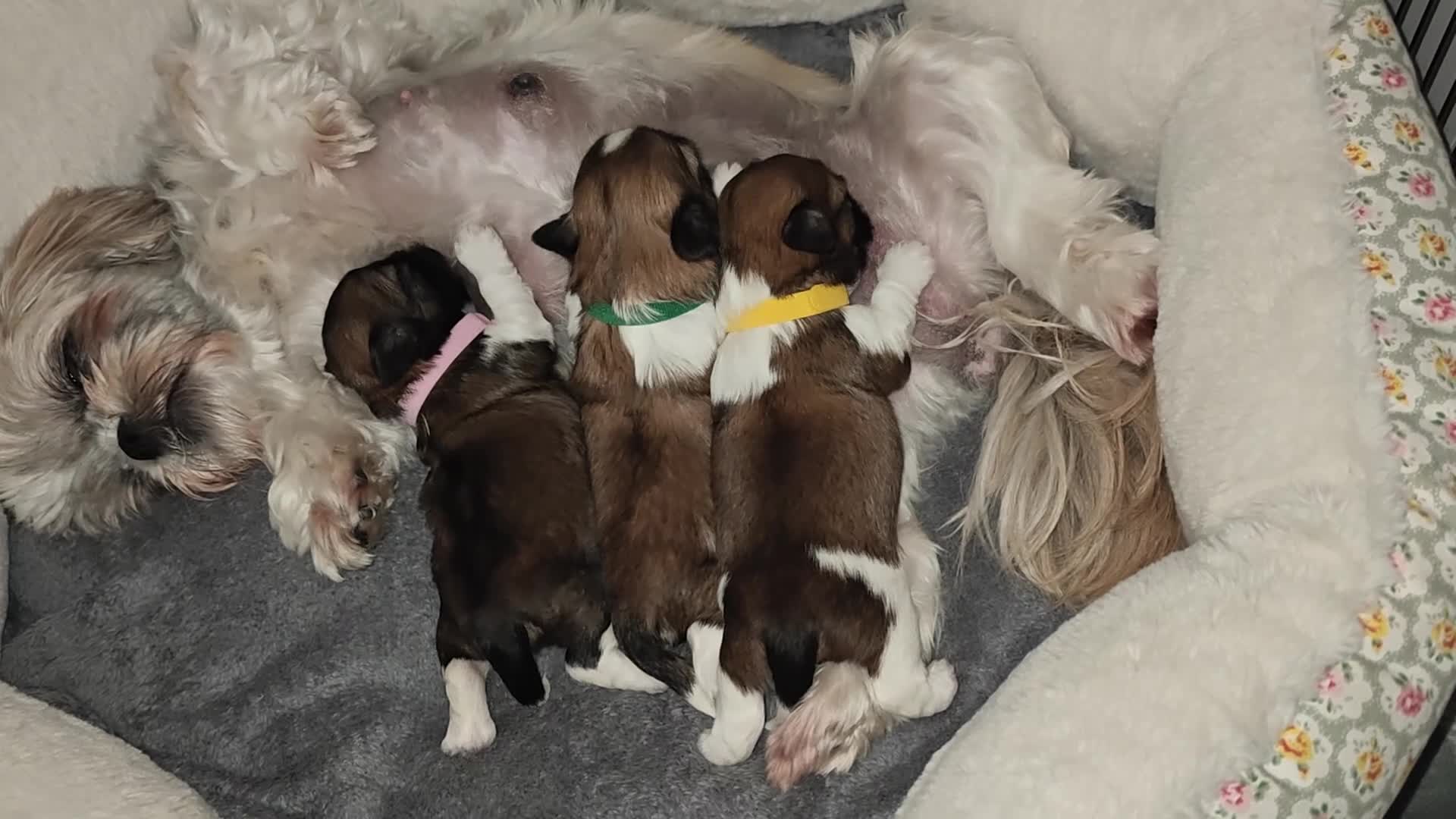 Shih Tzu dogs for sale: 🌟 Shih Tzu Boys Ready for Their Forever Homes! 🌟 in Edinburgh - Video 1