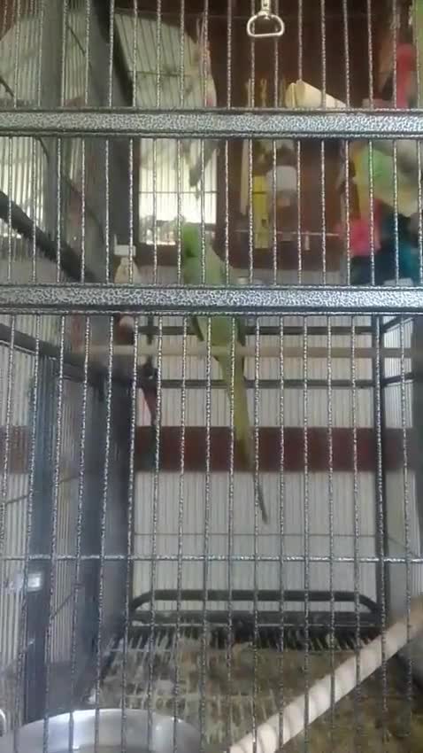Ringnecks birds for sale: Male Indian ringneck  - Video 2