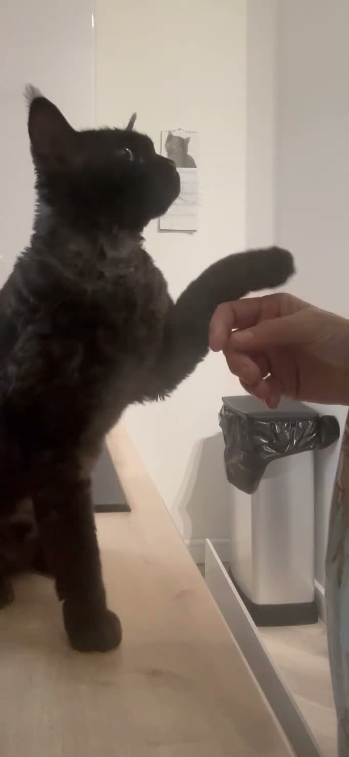 Devon Rex cats for sale: 5 yr old Devon Rex male  - Video 2