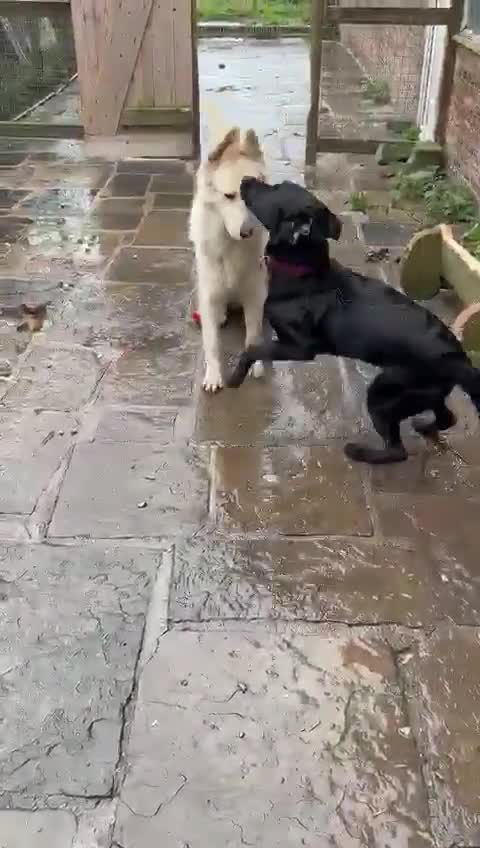 Labrador Retriever dogs for sale: Labrador retiever pure bred in Manchester - Video 1