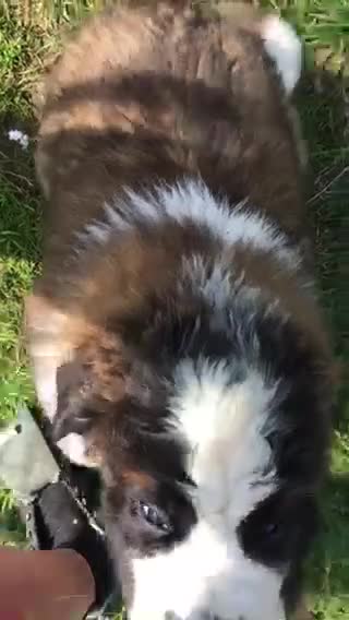 Saint Bernard dogs for sale: KC Reg Pups To Approved Homes. Health-tested line. - Video 3