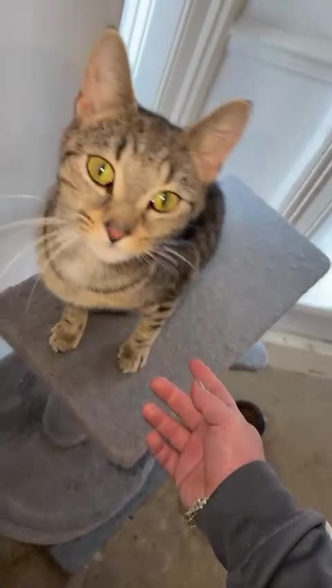 Domestic Shorthair cats for sale: Lovely Tabby Cat Looking for a Forever Home  - Video 1