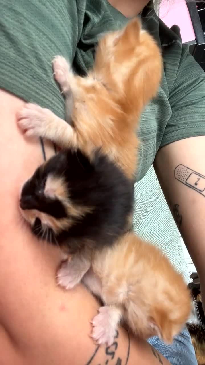 Domestic Shorthair cats for sale: 3 girl kittens  - Video 3